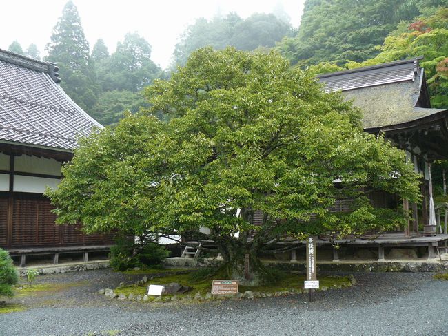 ���ߍ]�s�E�S�ώ�