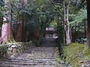 百済寺参道の石段と巨木の並木