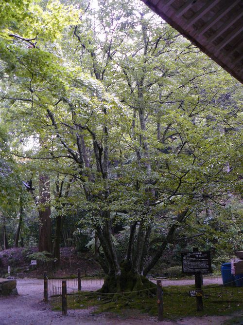 ���ߍ]�s�E�S�ώ�