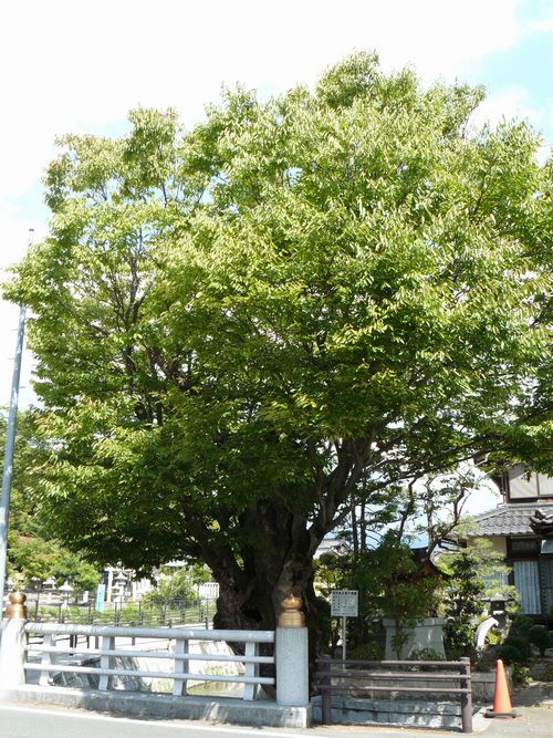 �{��ˏ鉺���F�w��