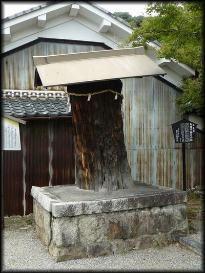 ���̏h�E�G�X�q�|���̏�