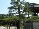 本福寺境内に生える松と石燈篭