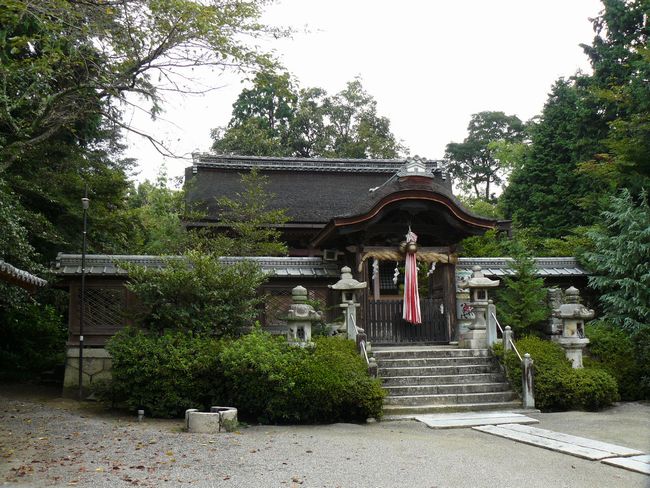 �V���_��