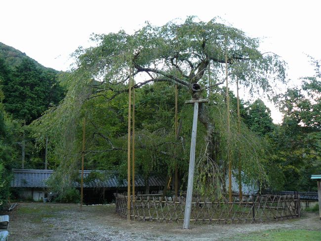 �Č��s�E�����@