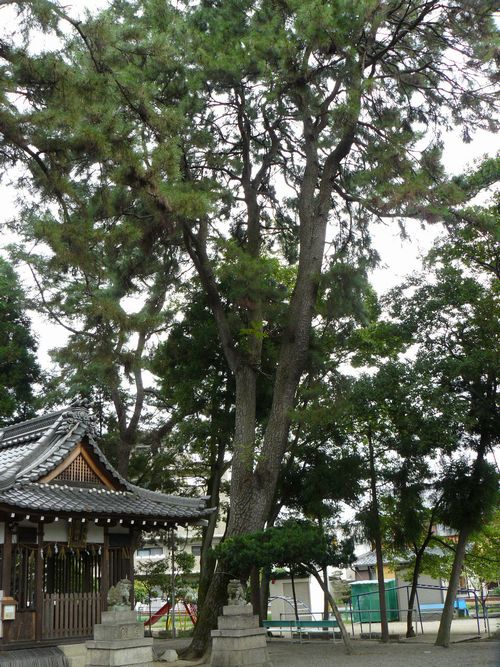 �����_��