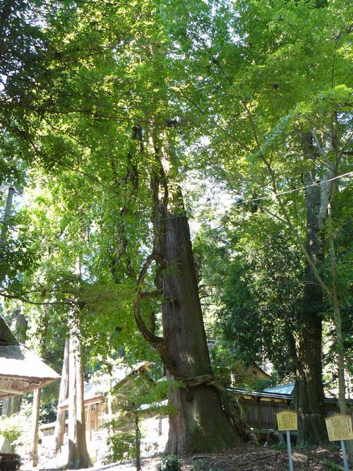 ���l�s�E�ɍ���_��