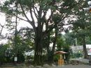 石坐神社御神木であるエノキは大津市保護樹木